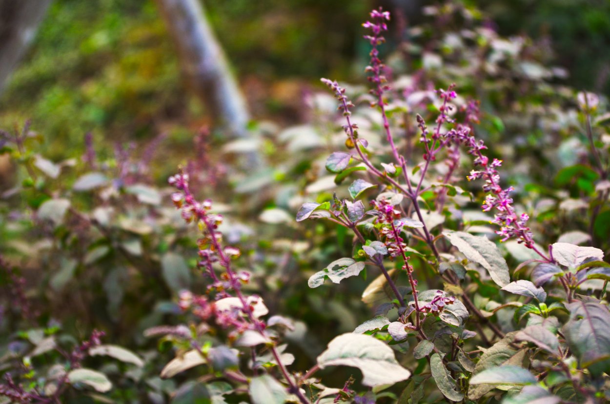 Матрёшка трава полезные