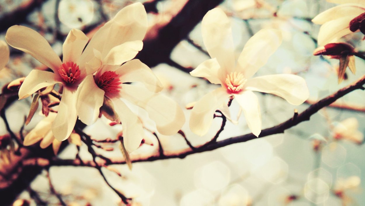 Обои на рабочий стол цветы