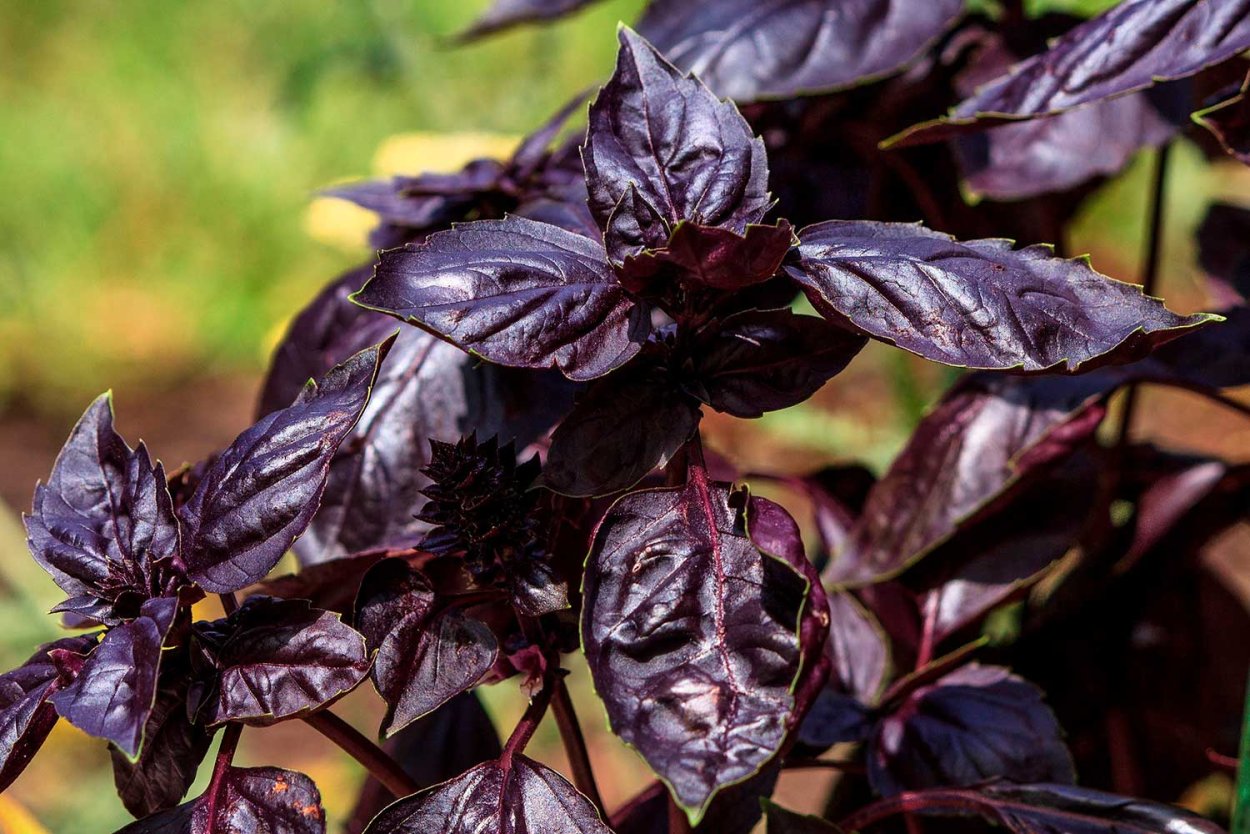 Базилик душистый