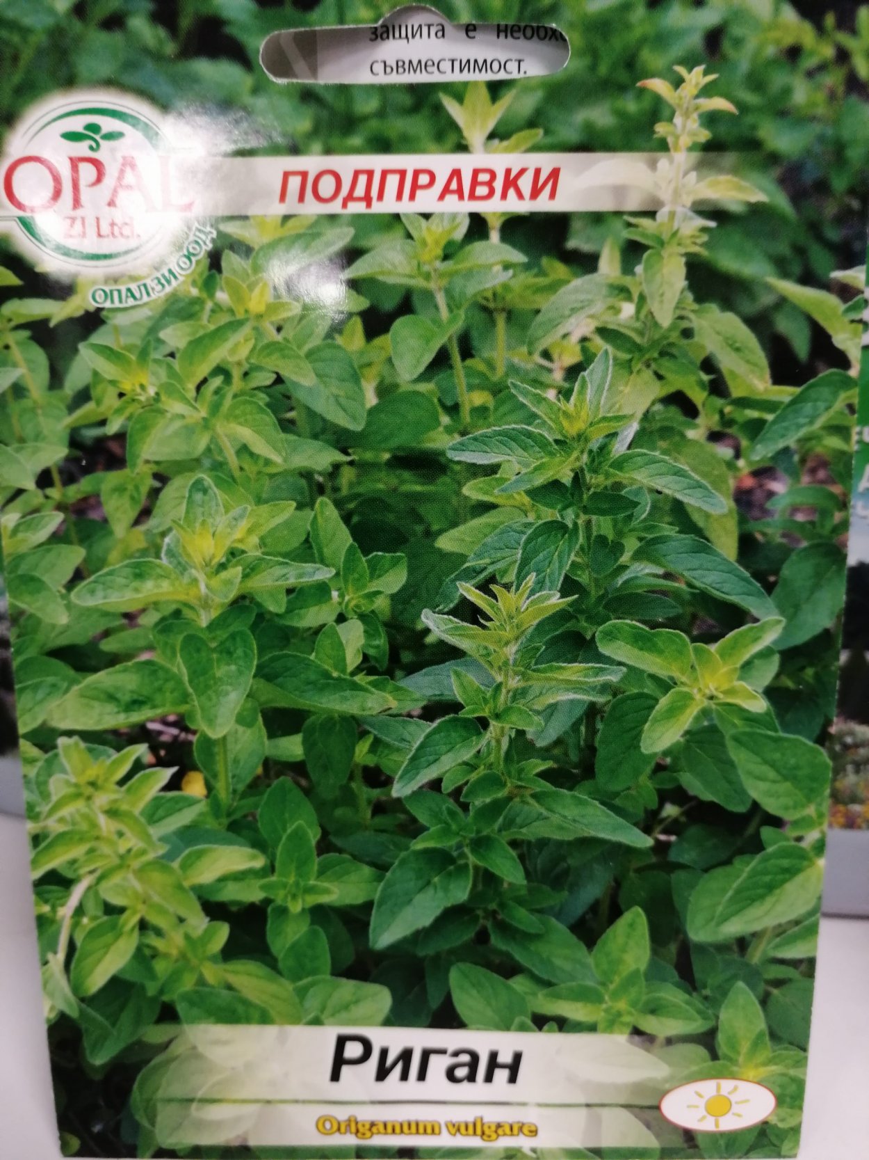 Майоран многолетний