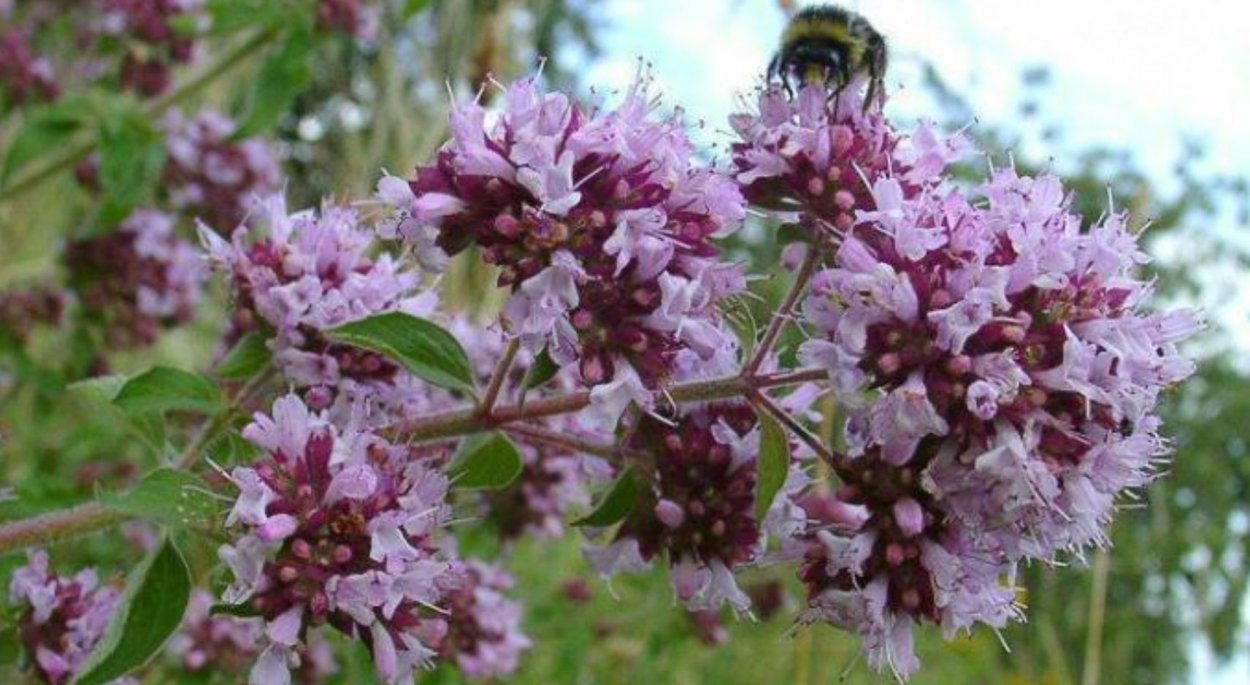 Кэлен Амнелл актриса