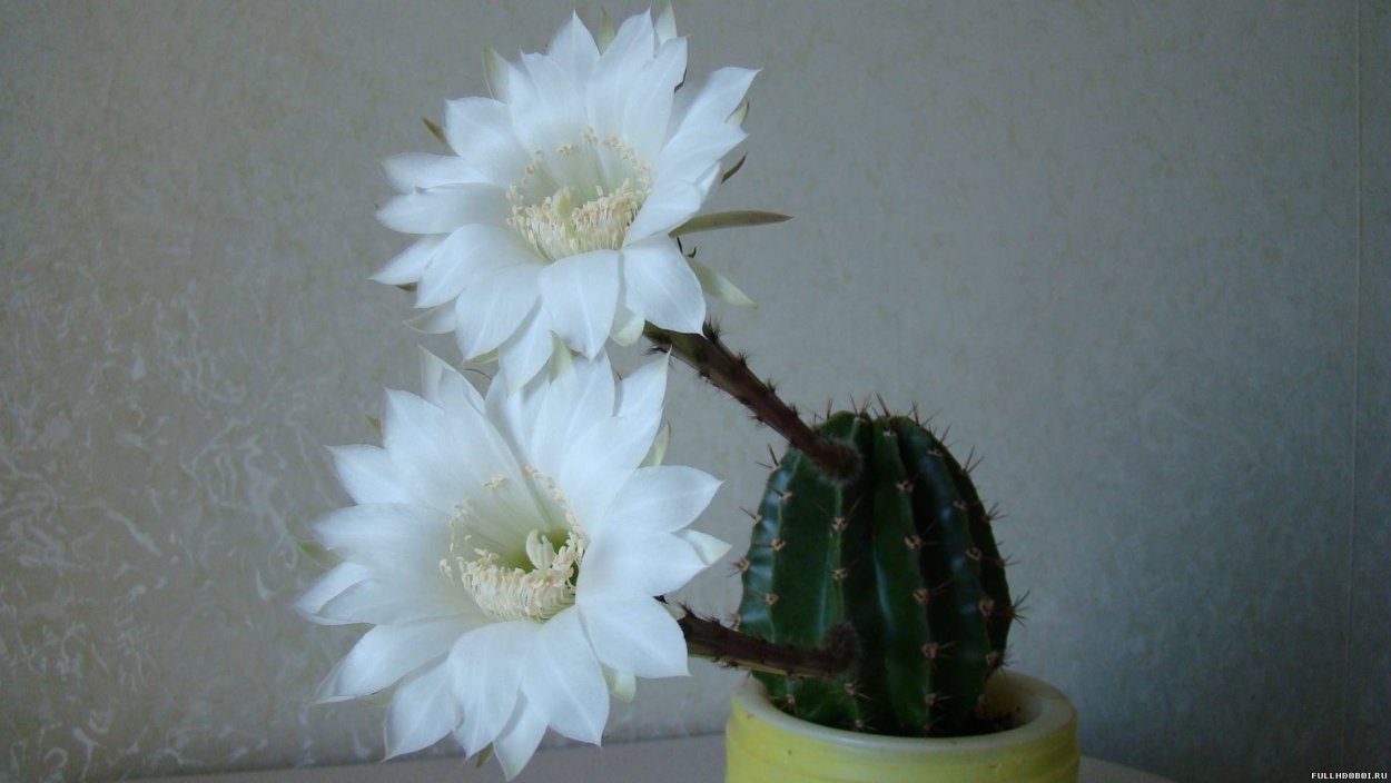 Эхинопсис Цветущий граммофон