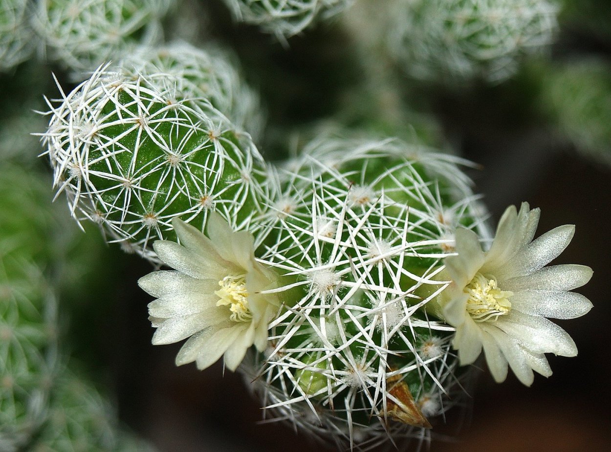 Маммиллярия Кактус белый