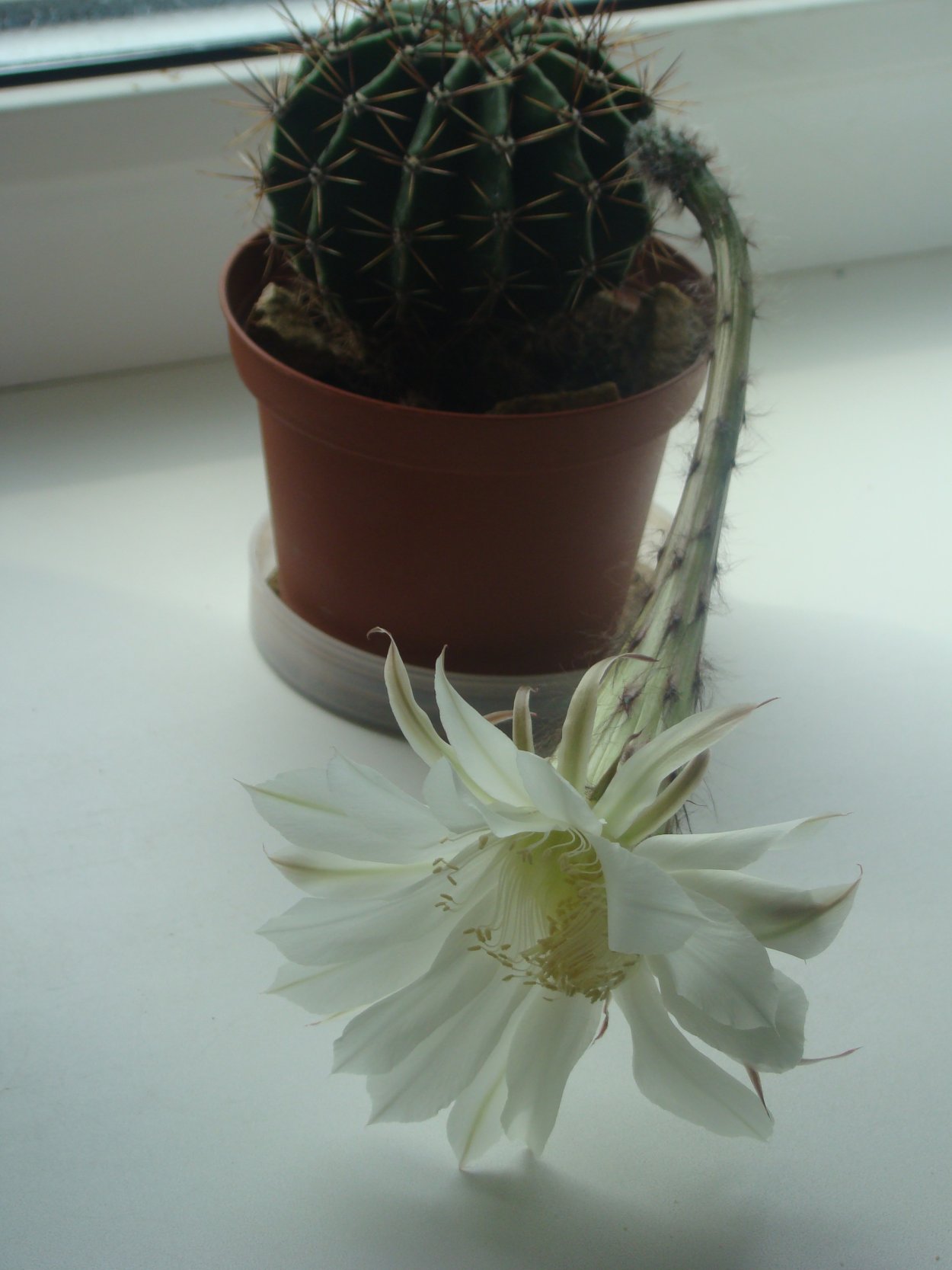 Кактус Цветущий ромашками мамиллярия цереус