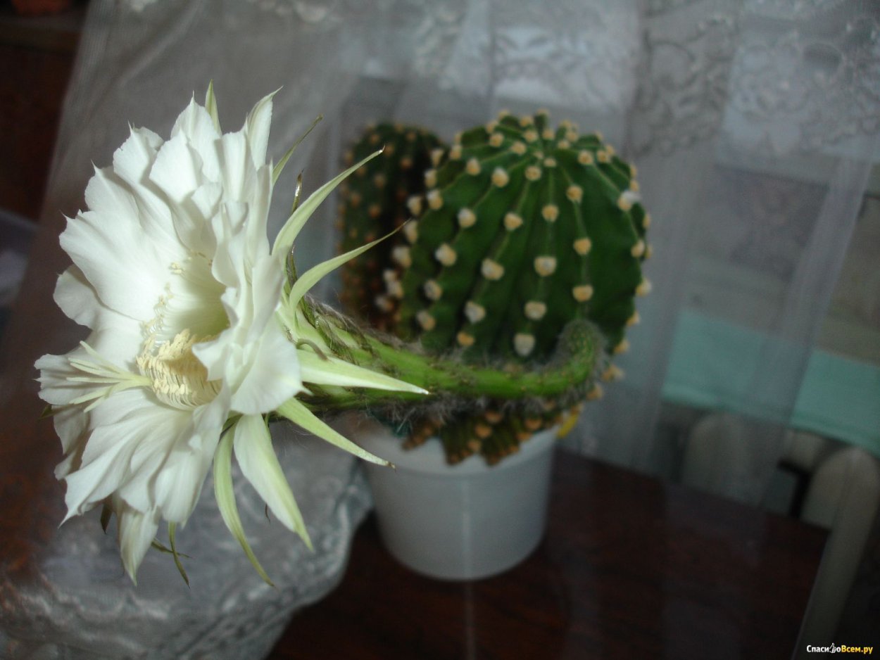 Кактус с белым цветком