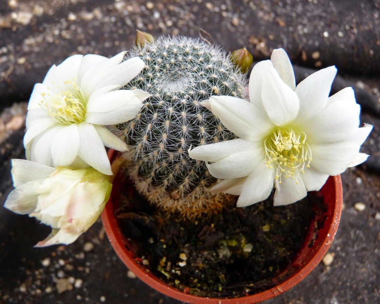 Гилоцереус волнистый
