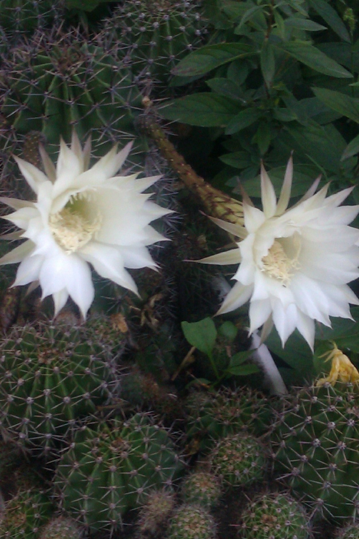 Я Кактус с душой ромашки