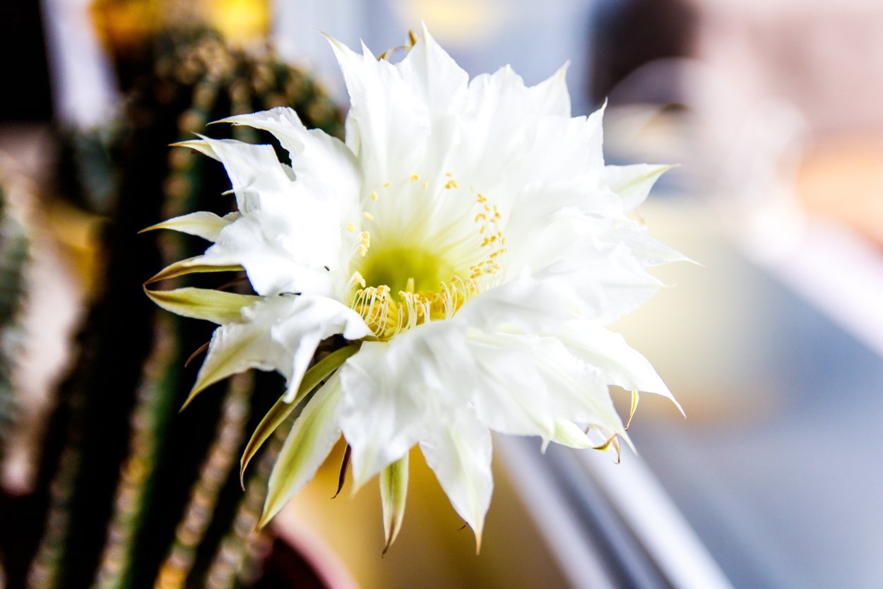 Кактус с белым цветком