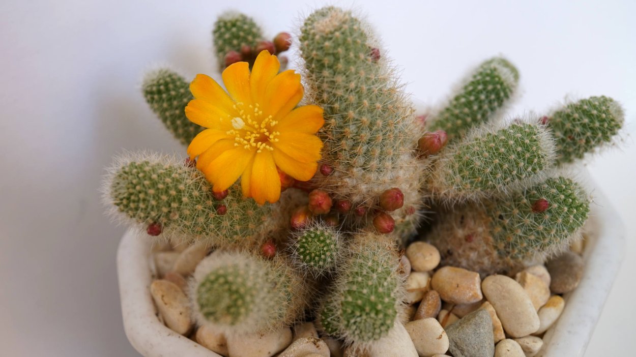 Маммиллярия ветула