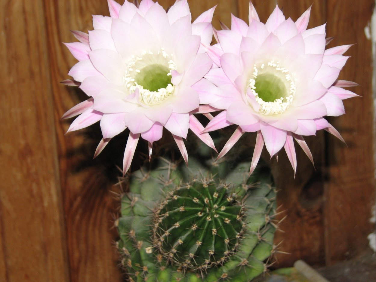 Кактус с белым цветком