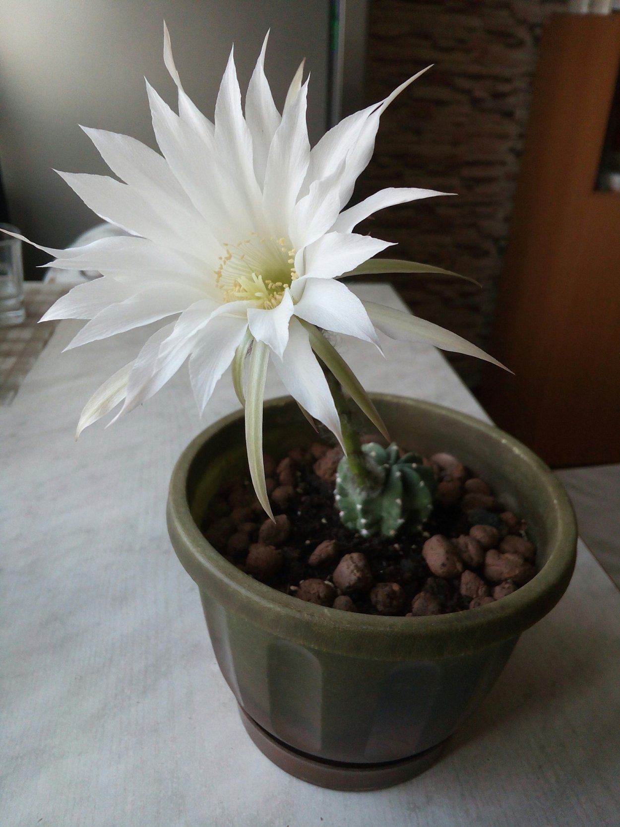 Кактус с белым цветком