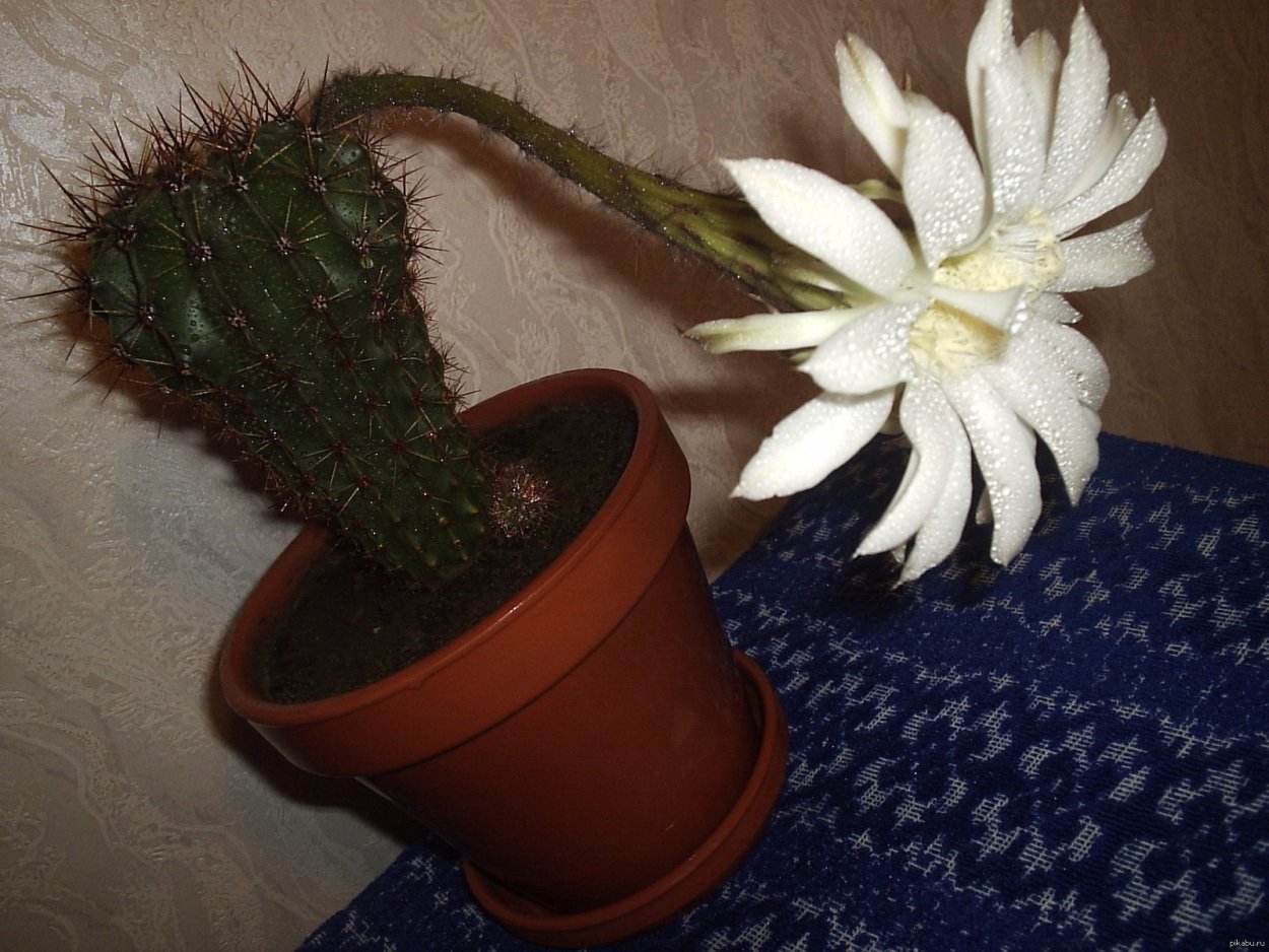 Цветок любимый Кактус
