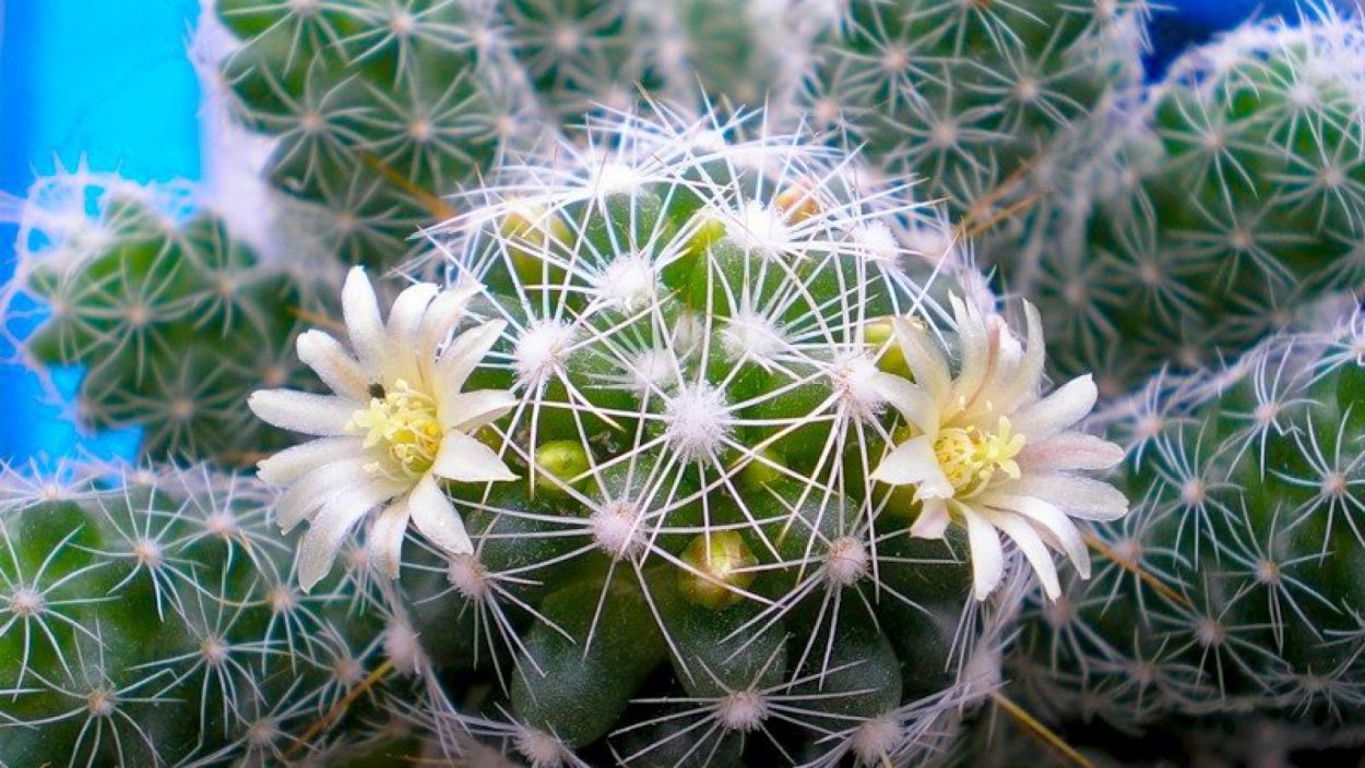 Кактус цветет белыми цветами