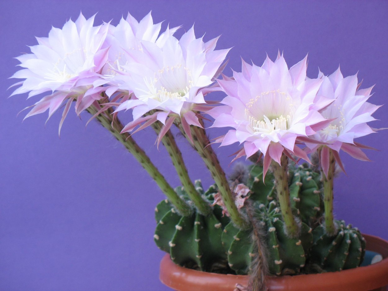 Маммиллярия Эхинокактус