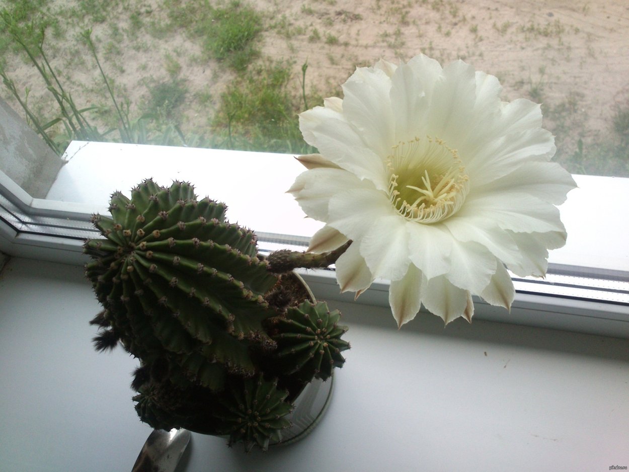 Setiechinopsis Mirabilis longispinus