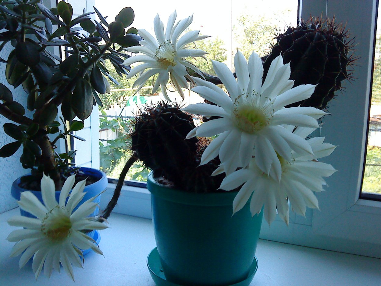 Кактус эхинопсис коричневые полосы