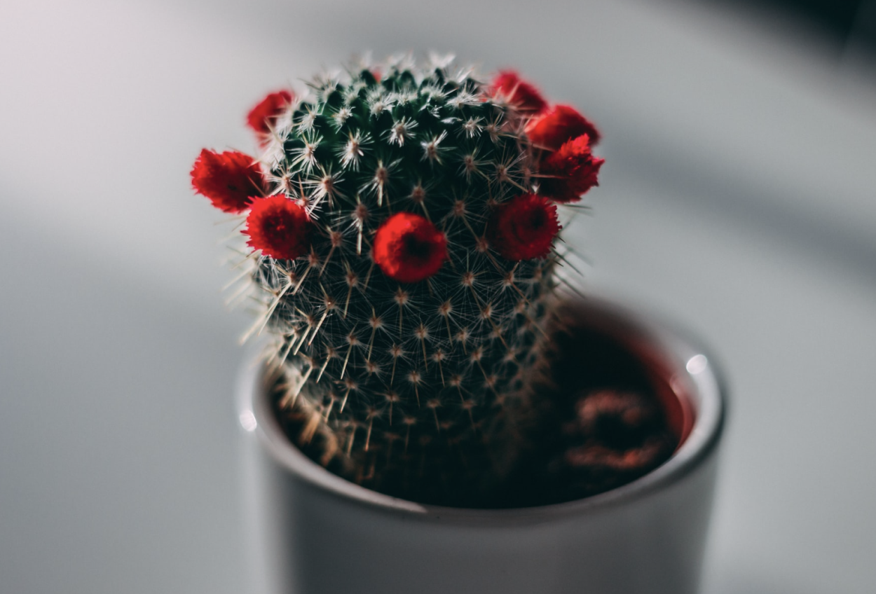 Stenocereus pruinosus