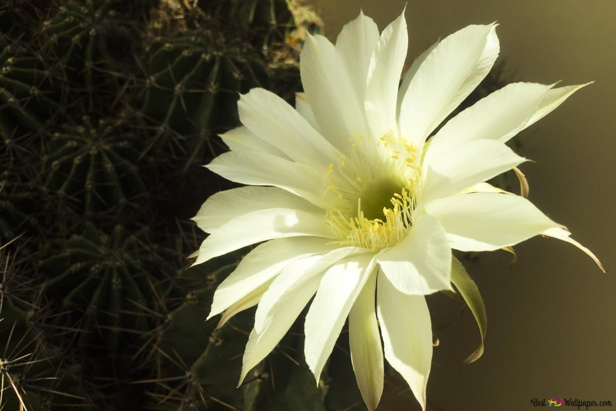 Кактус Цветущий белыми цветами