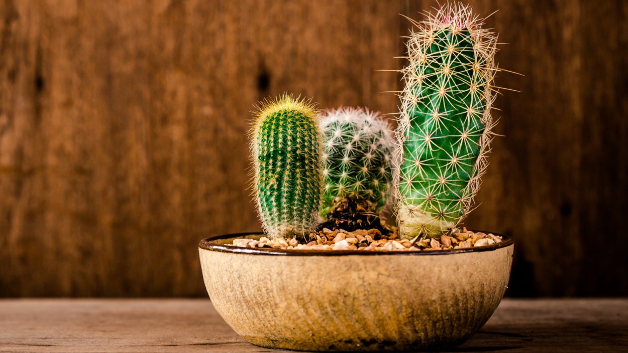 Кактус зацвел