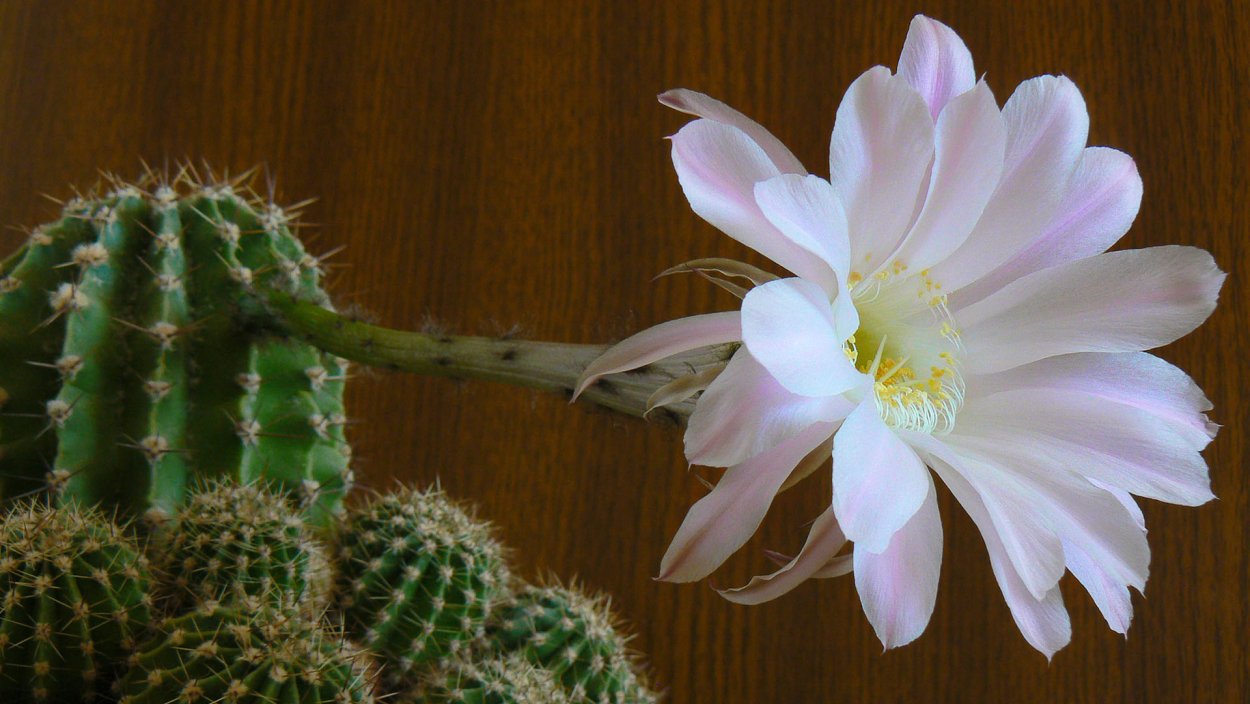 Кактус с ромашкой