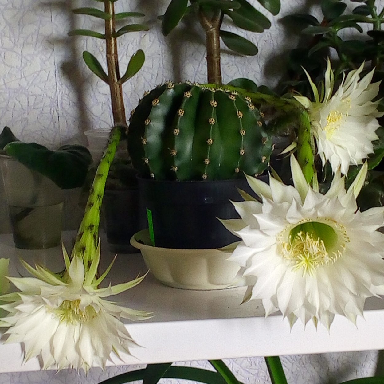 Ламара Кактус