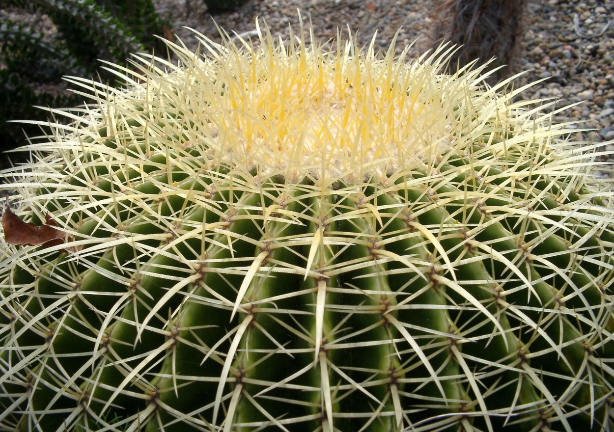 Кактус ровный
