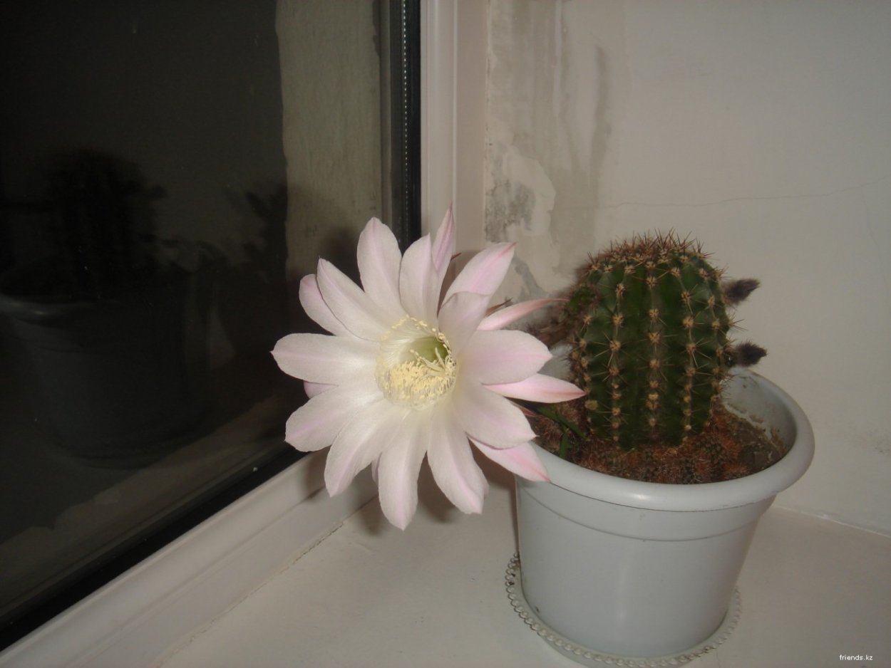 Кактус с белым цветком