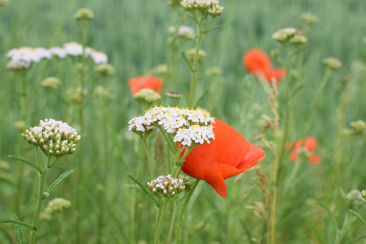 Весенний побег папоротника