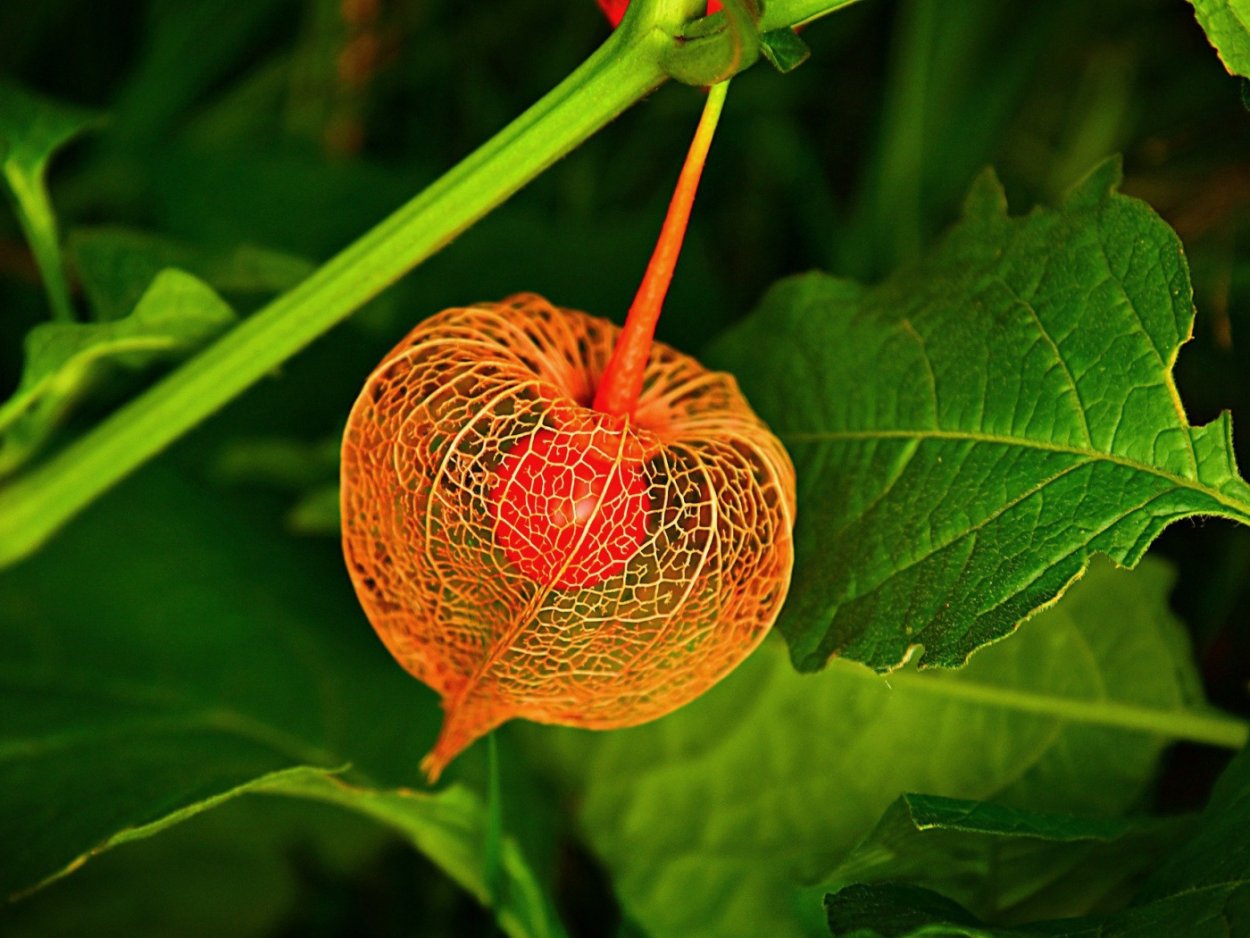 Петрушка укроп кинза базилик