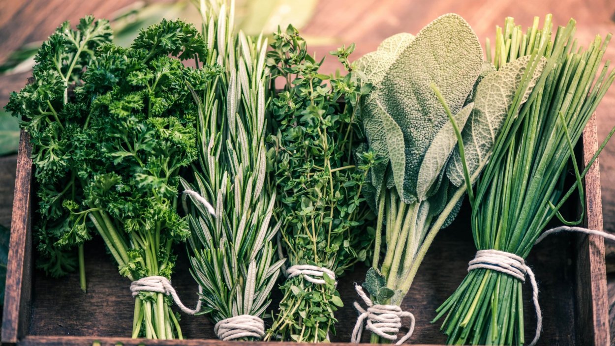 Пряные растения в саду