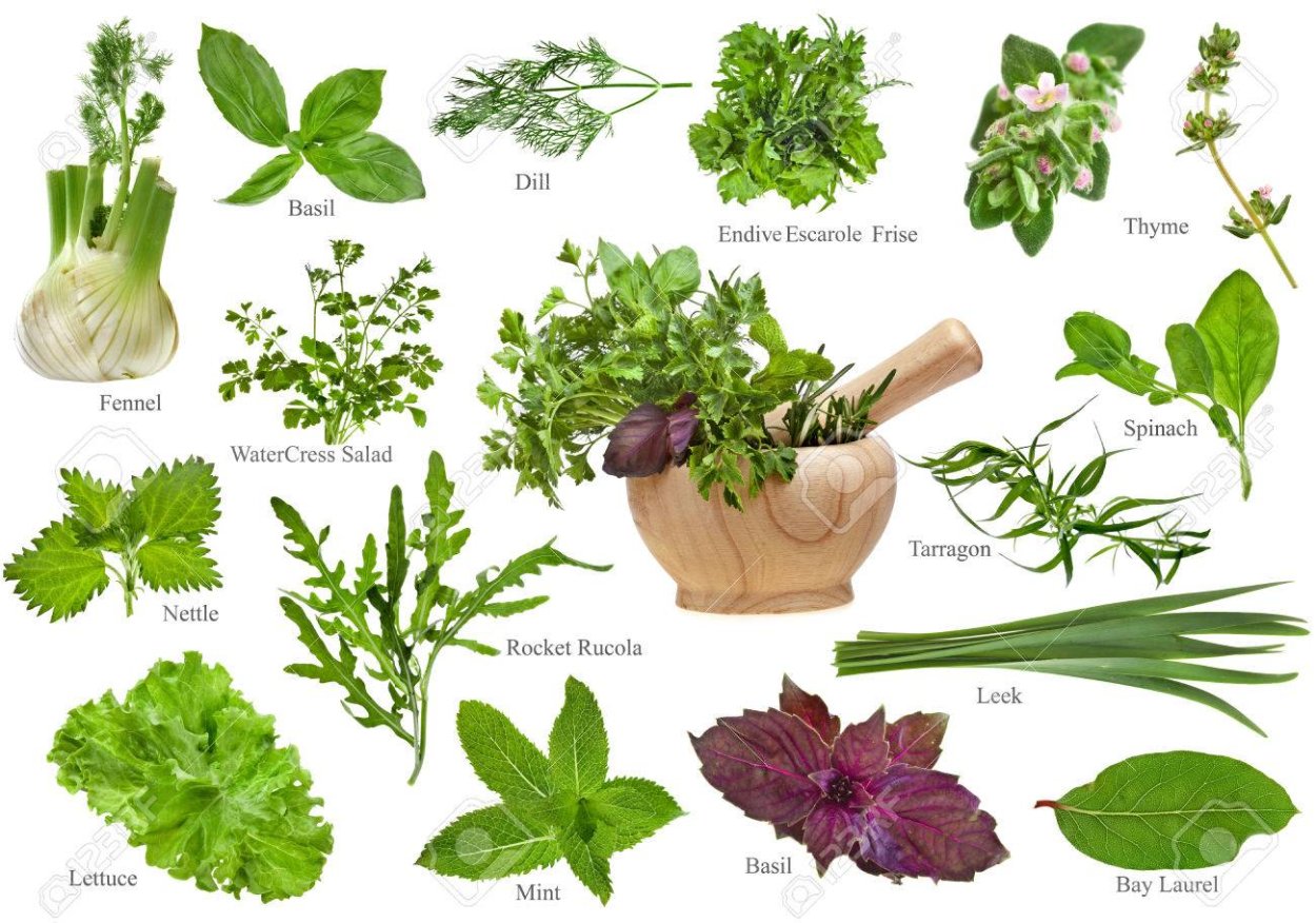 Многоорешек лотоса