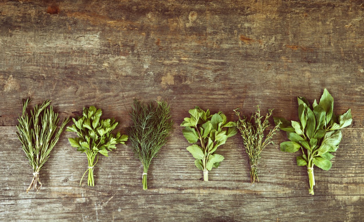 Укроп петрушка кинза