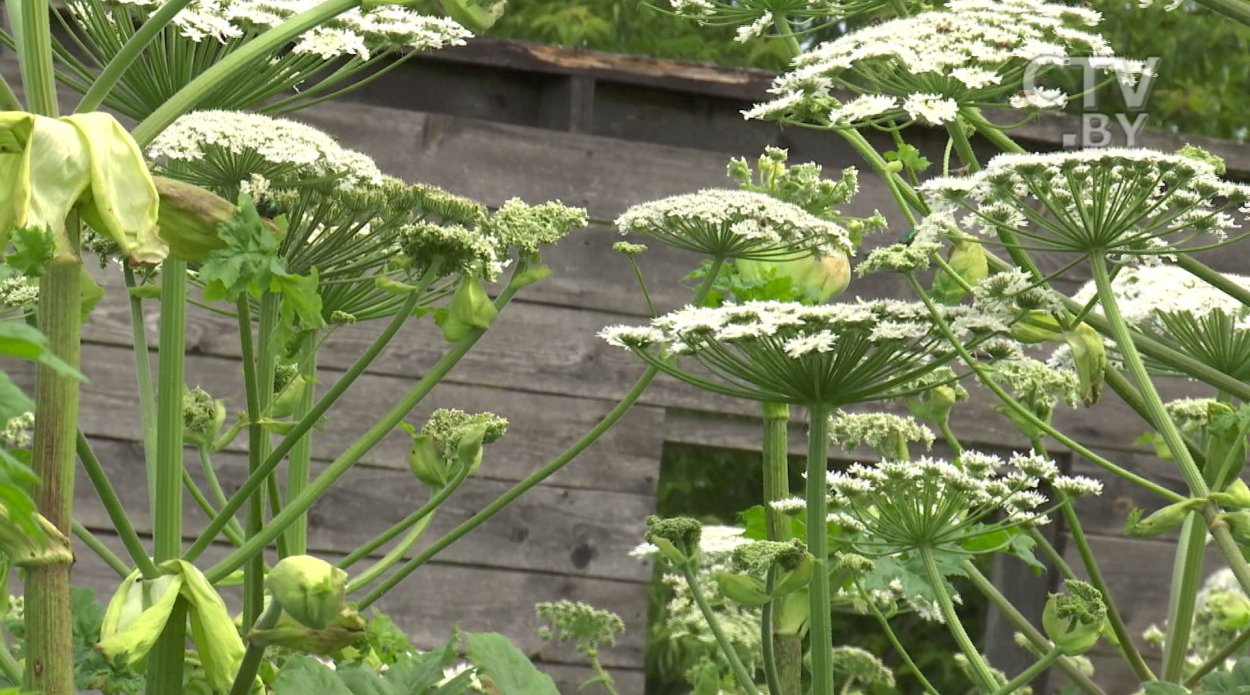 (Кинза, базилик, эстрагон, чабер)