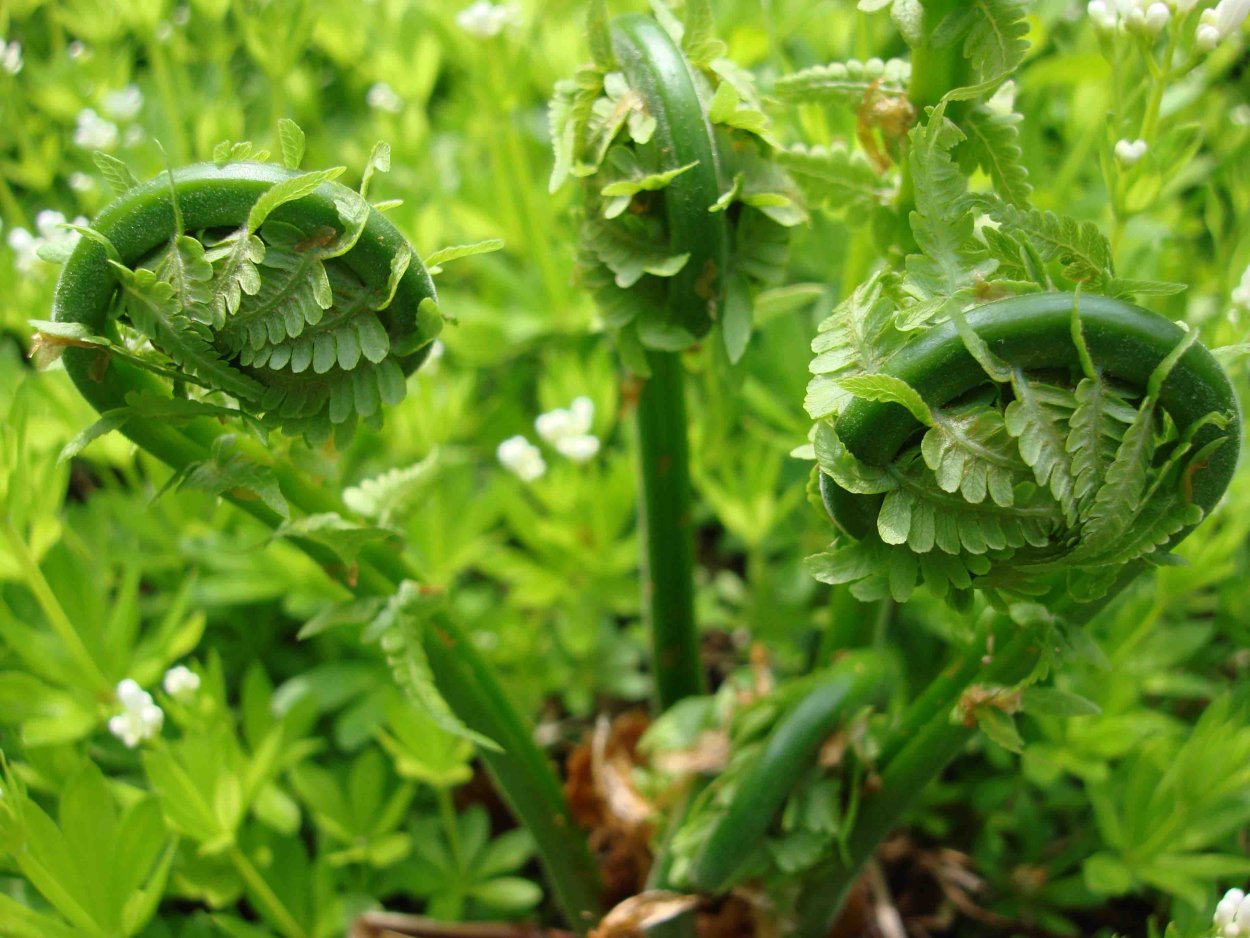 Пряные травы названия