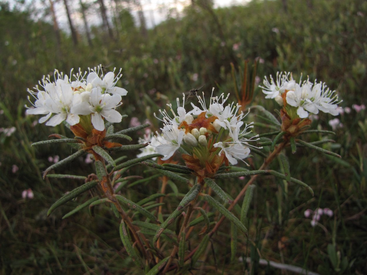 Васюганское болото растения