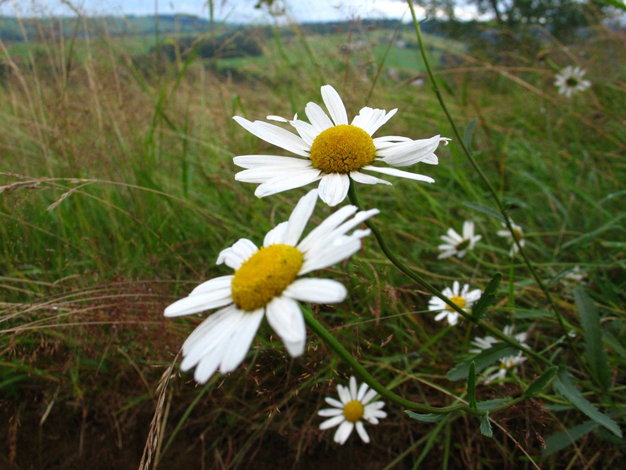 Дикорастущие растения это белая
