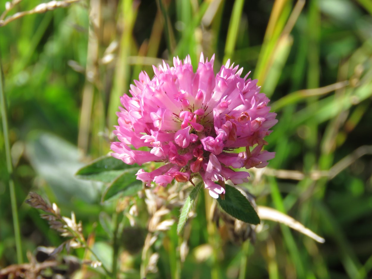 Красный Клевер Trifolium pratense