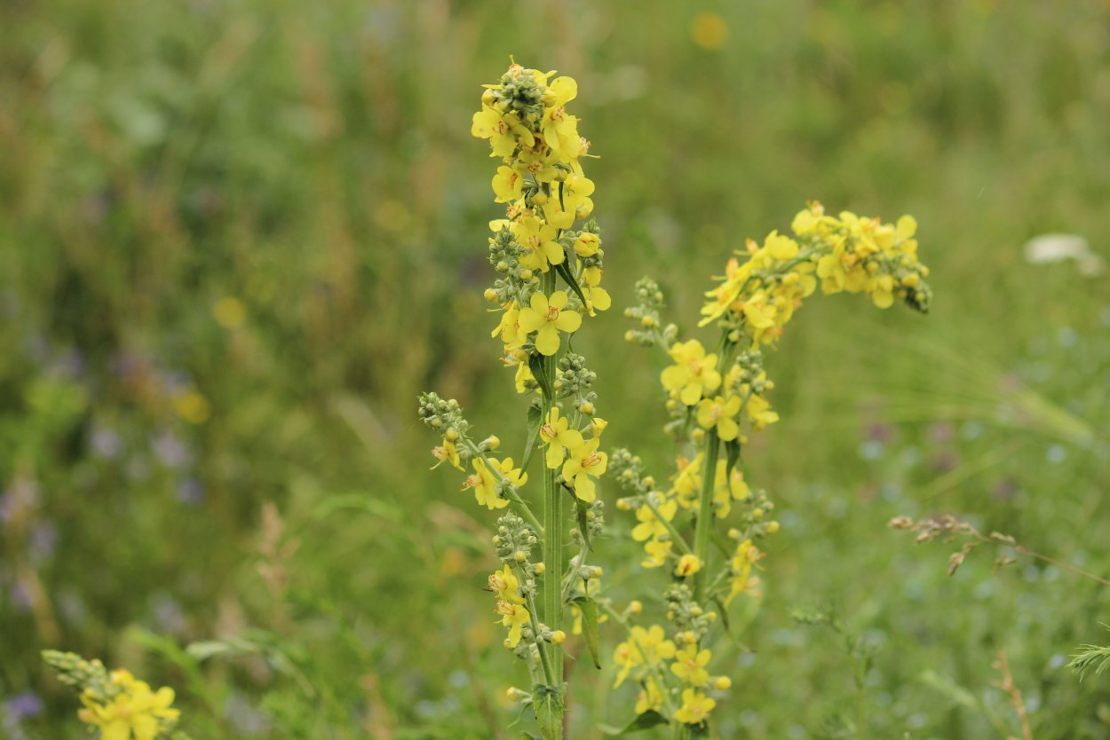 Целебные травы Юга России