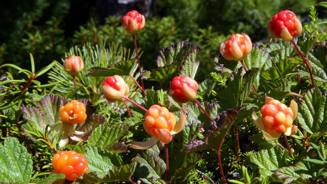 Морошка Болотная