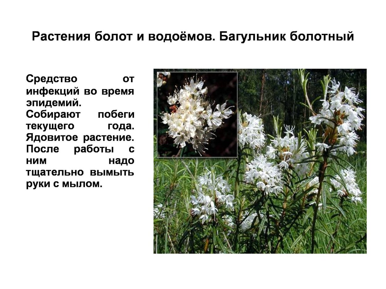 Багульник болотный ядовитый