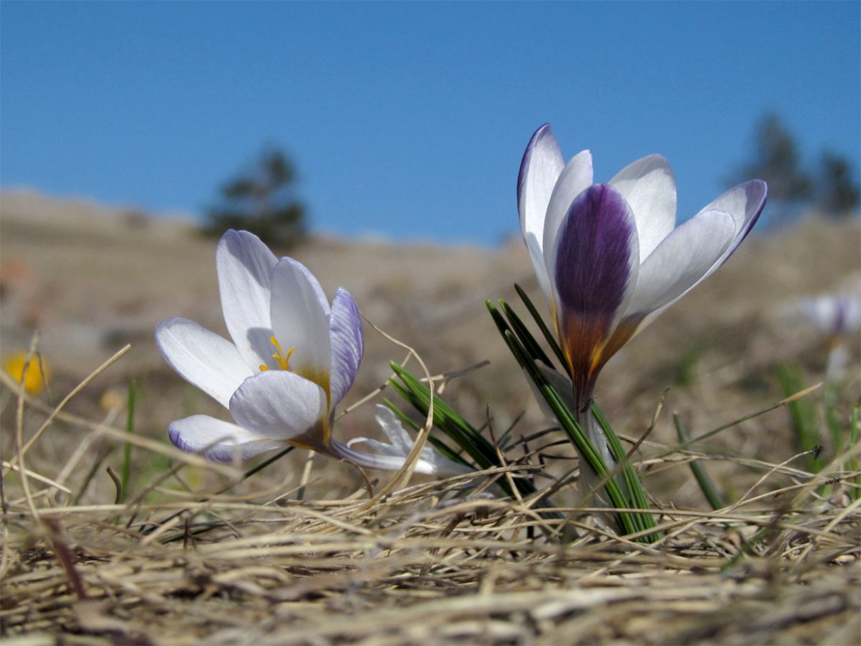 Крокус Шафран Крымский