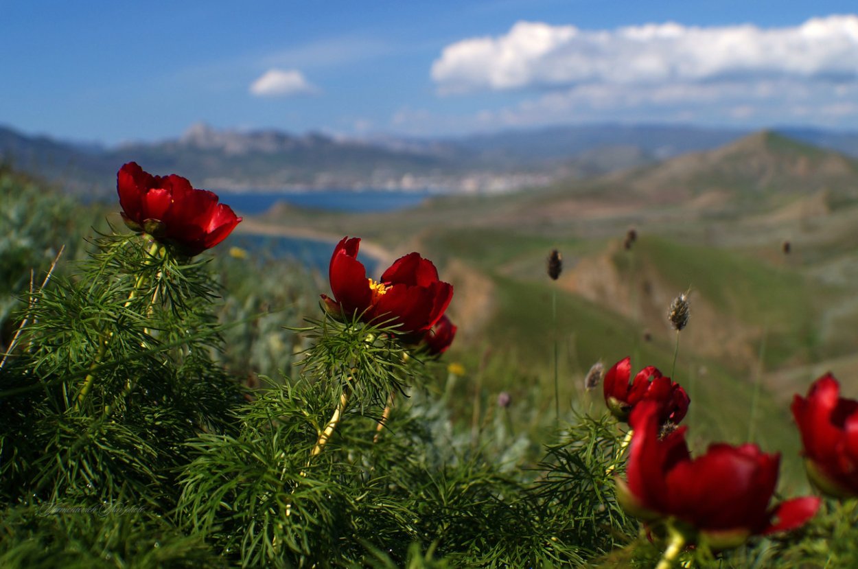 Пион тонколистный в Крыму