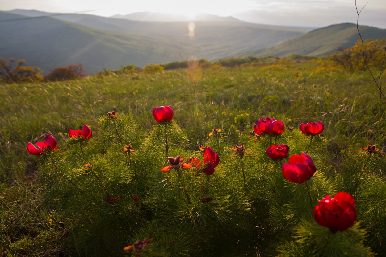 Пион тонколистный в Крыму