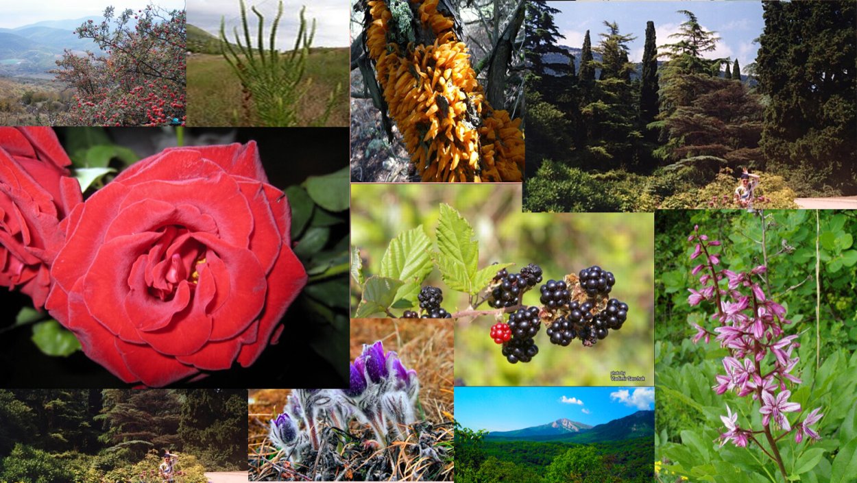 Растения лесов Крыма