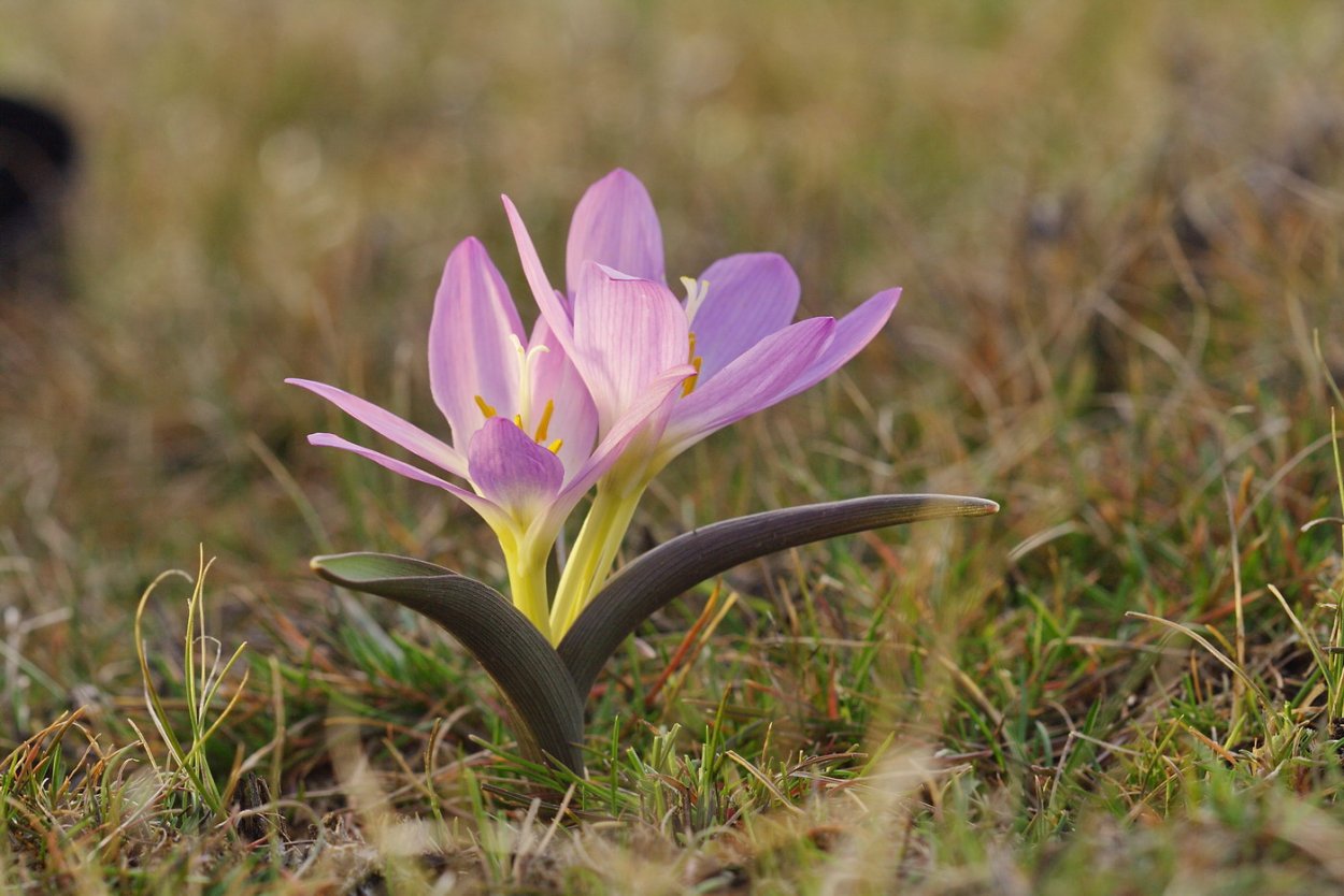 Брандушка разноцветная