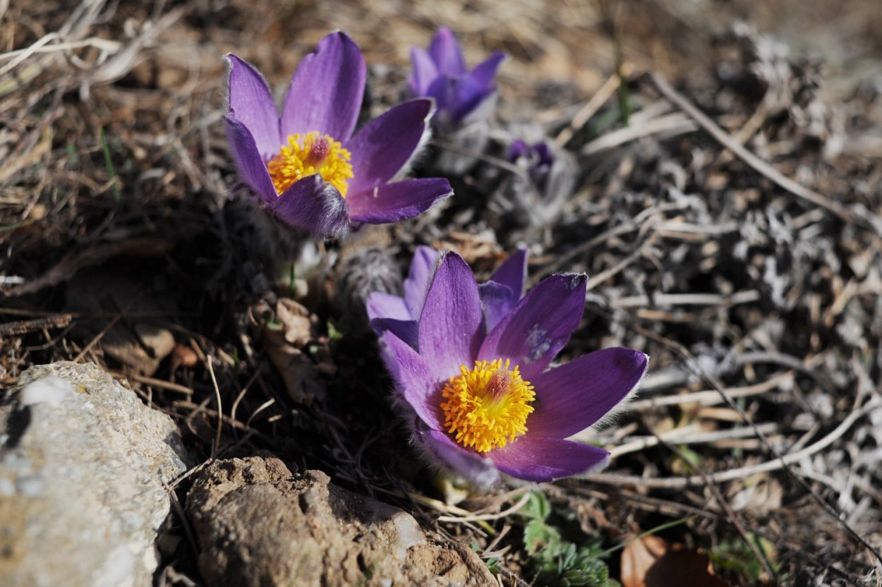 Первоцветы горного Крыма