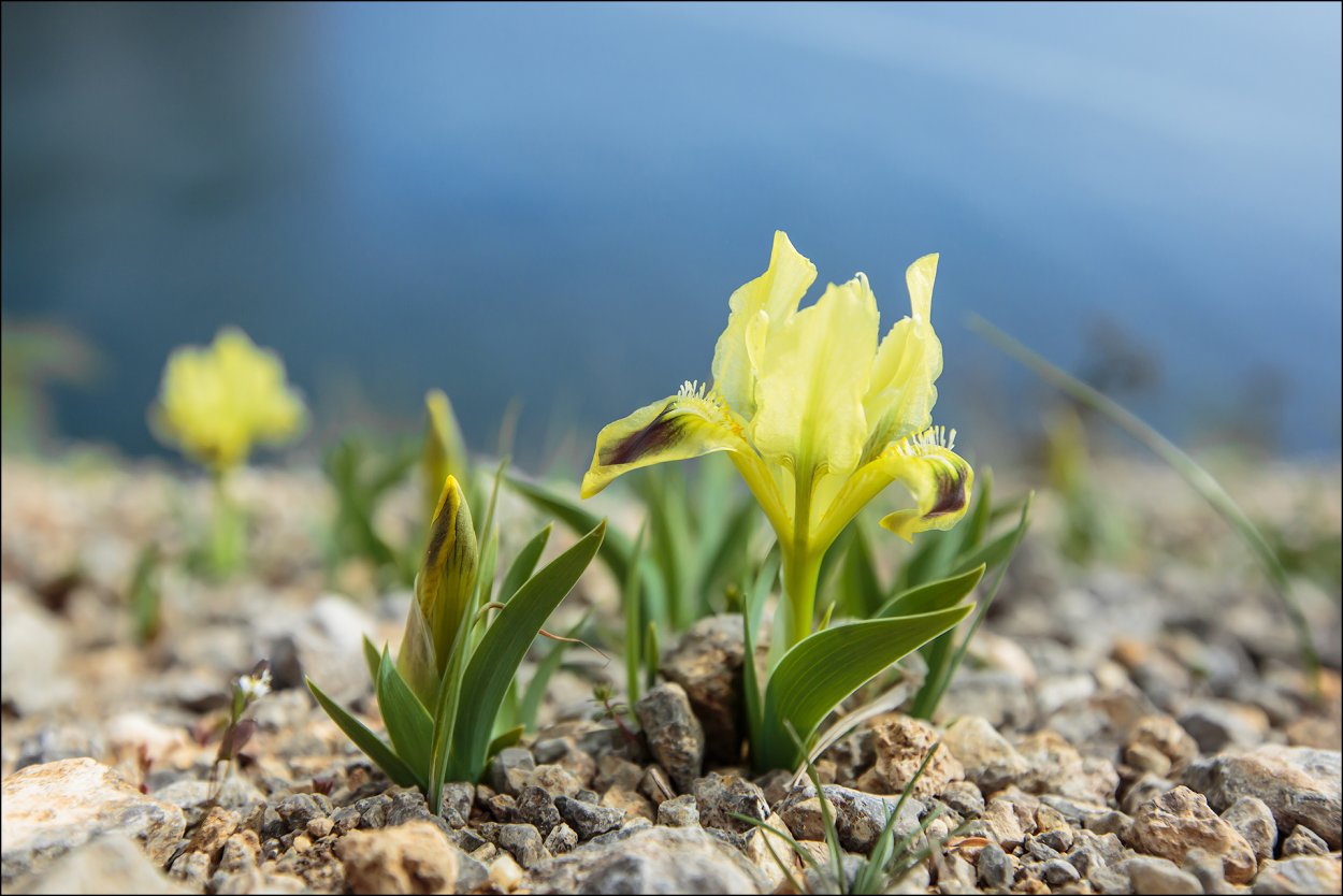 Дикие ирисы в Крыму
