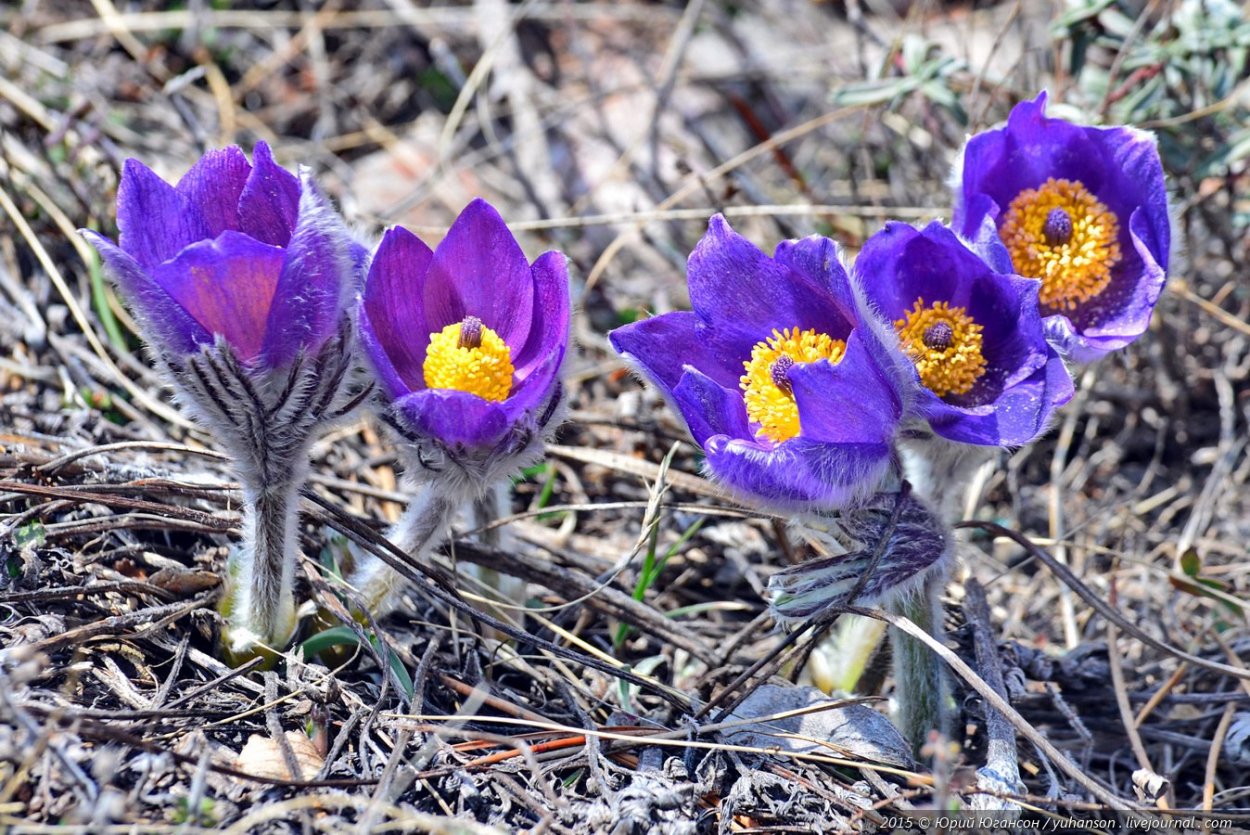 Первоцветы Крыма примула
