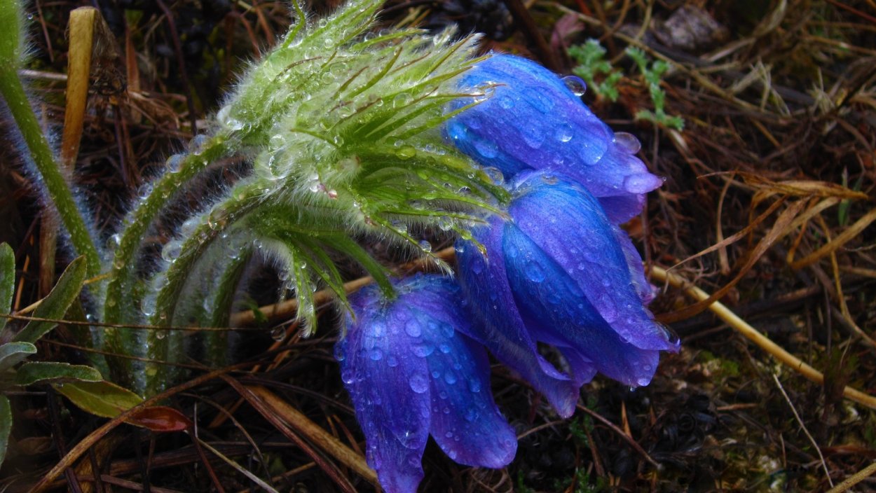 Подснежники Сибирские синие