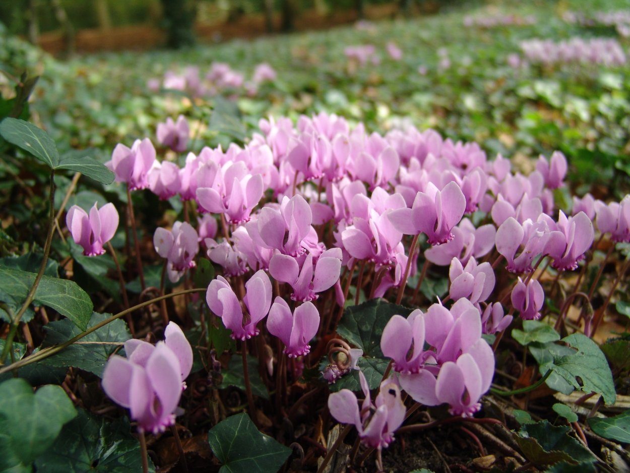 Цикламен косский